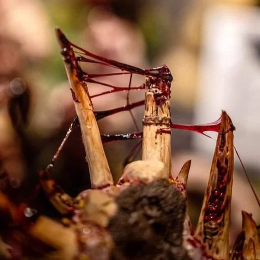 Dirty Down Gore + Snot Resin Effect (2-pack)